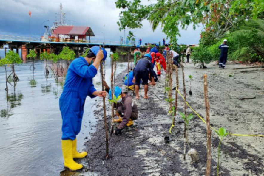 PT Pertamina (Persero) Refinery Unit (RU) VII Kasim Lakukan Penanaman 25.000 Bibit Pohon Mangrove di Pesisir Jetty II RU VII Kasim, Kampung Klayas (Photo by BUMN)