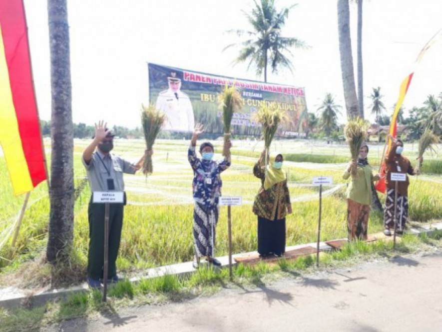 Petani Gunungkidul panen padi