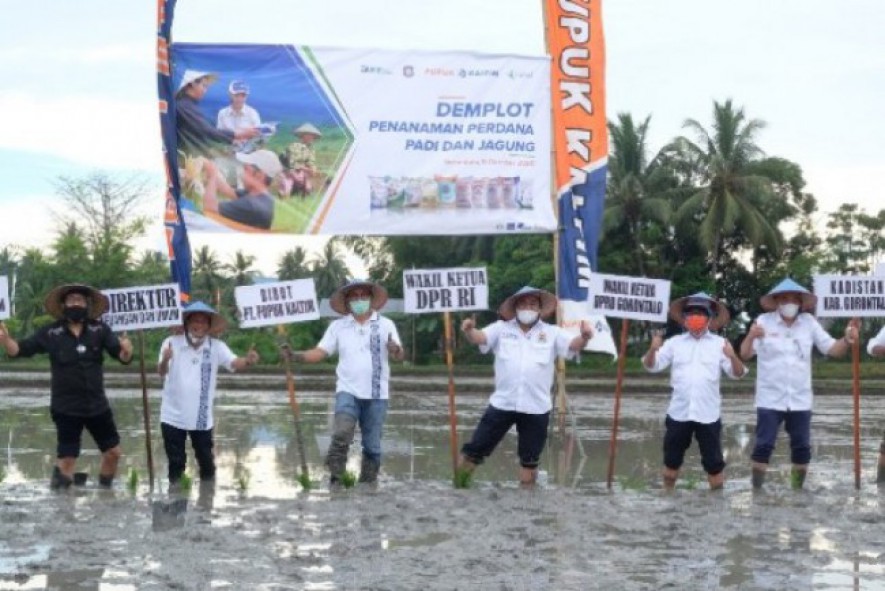 Pupuk Kaltim Dorong Produktivitas Pertanian Gorontalo