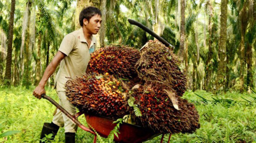 Kelapa Sawit (agroindonesia)