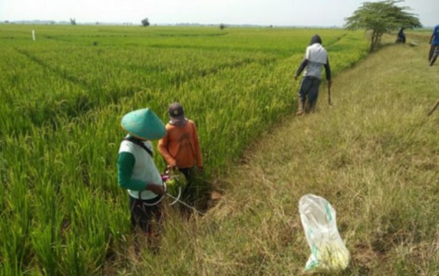 Petani kendalikan hama