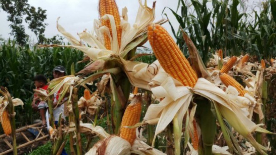 Tanaman jagung milik petani