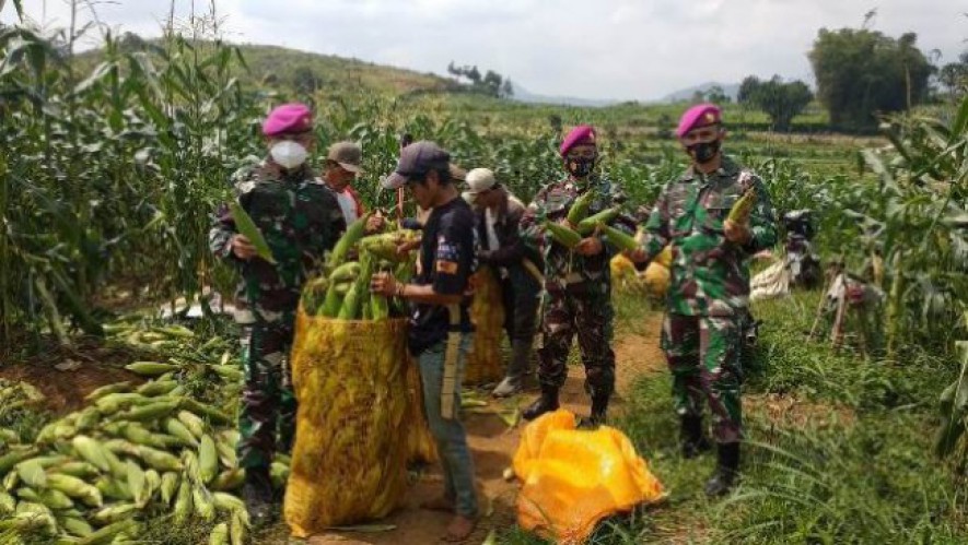 Korps Marinir Panen Jagung Tingkatkan Ketahanan Pangan