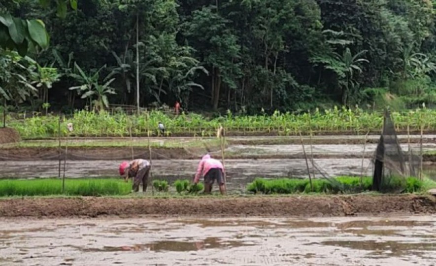 Petani sedang menanam padi di sawah