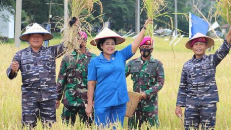 KASAL Laksamana Yudo Margono dan Dankrmar Mayjen Suhartono Panen Padi 