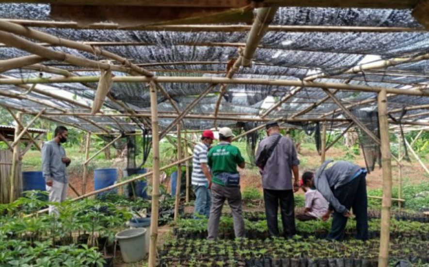 Petani tanaman Porang antisipasi hama