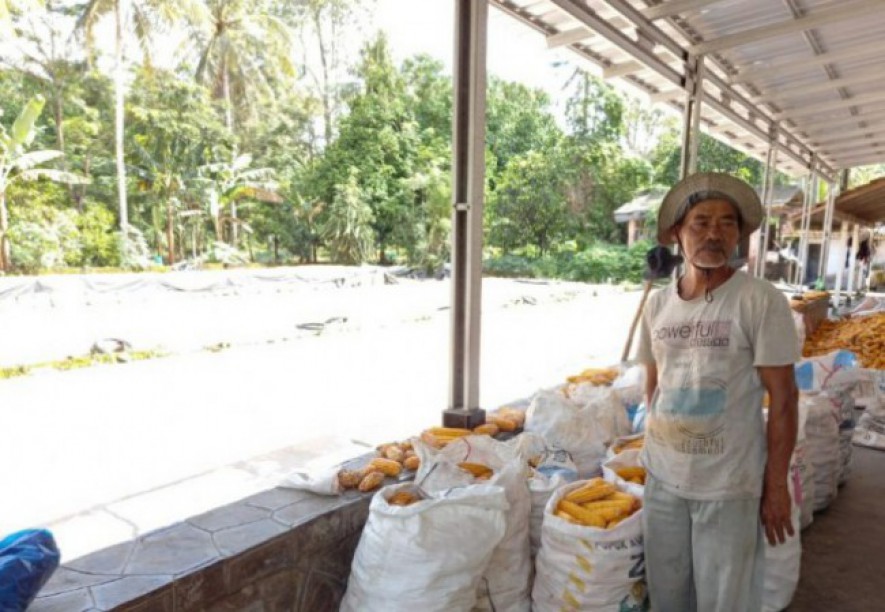 Petani jagung