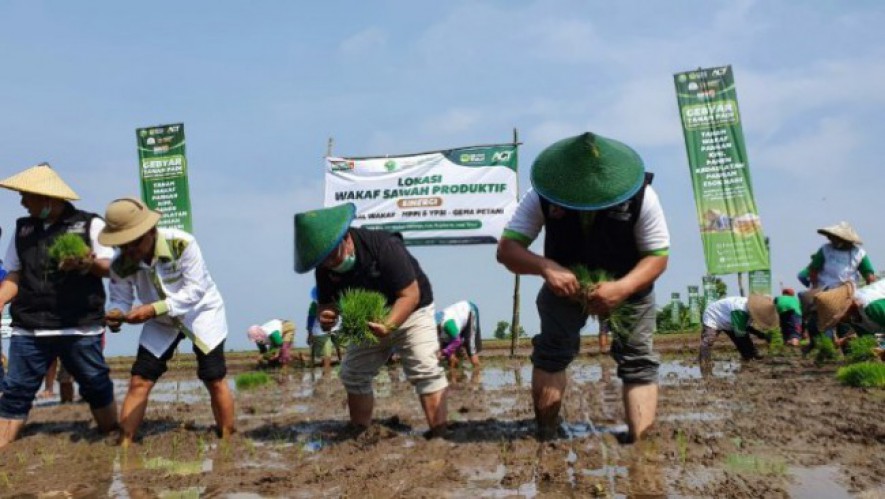 Petani sedang menanam padi