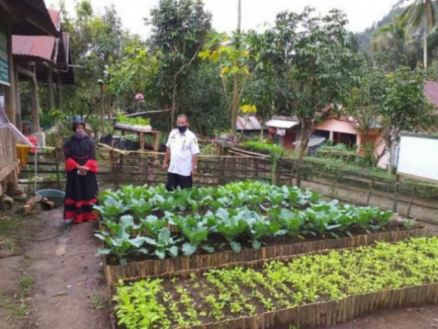 Contoh pekarangan pangan di Binjai