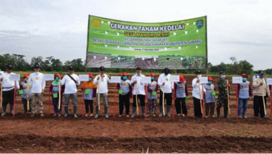 Tanam Kedelai Di Kabupaten Subang, Jawa Barat