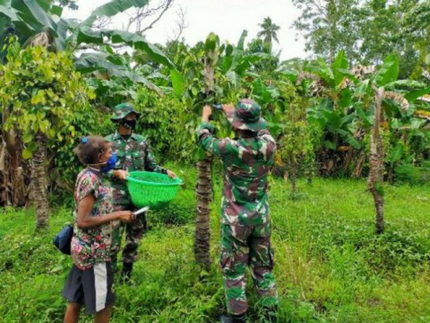 Prajurit Satgas Yonif 125 Meraukee Bersama Warga Panen Merica