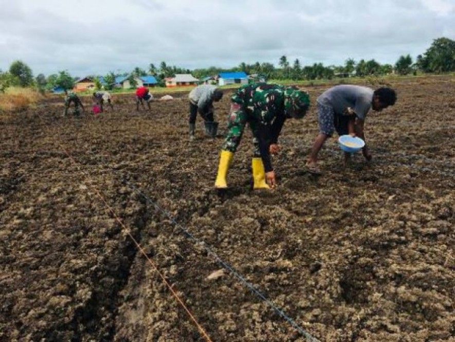 Prajurit Satgas Pamtas Yonif 125 Simbisa Bantu Warga Tanam Padi di Tapal Batas