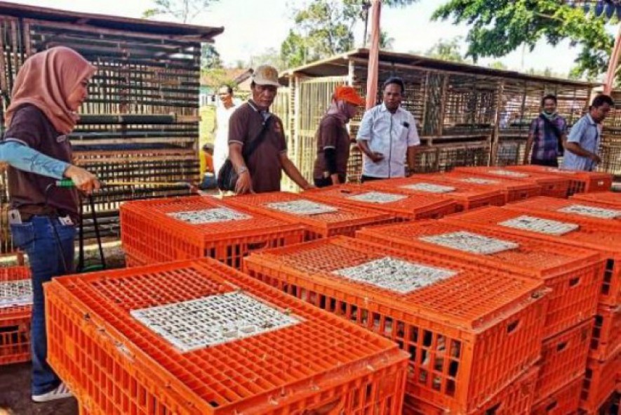 Peternak Ayam (Foto Dok Industry.co.id)