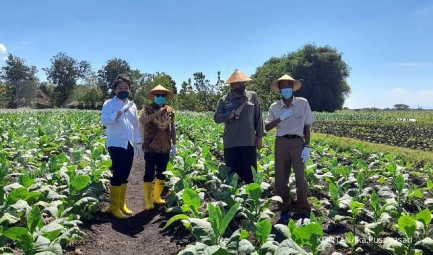 illustration. Tobacco planting by PT HM Sampoerna Tbk (HMSP) partner farmers. HM Sampoerna Tbk (HMSP) has been running a partnership program with tobacco farmers entitled 'Integrated Production System' for more than a decade. (ist)