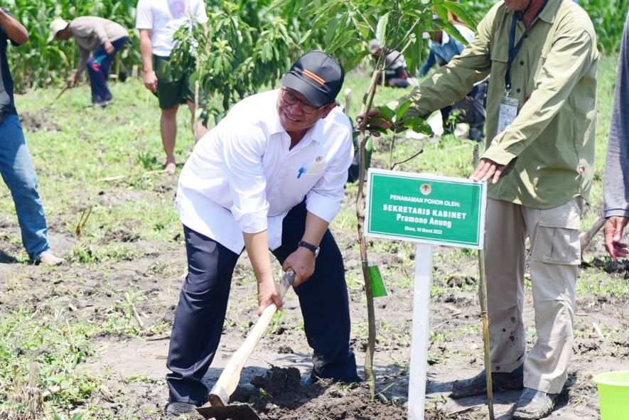Cabinet Secretary Pramono Anung planted mango trees in Blora, Central Java, Friday (10/03/2023). (Photo: Public Relations of Setkab/Rahmat)