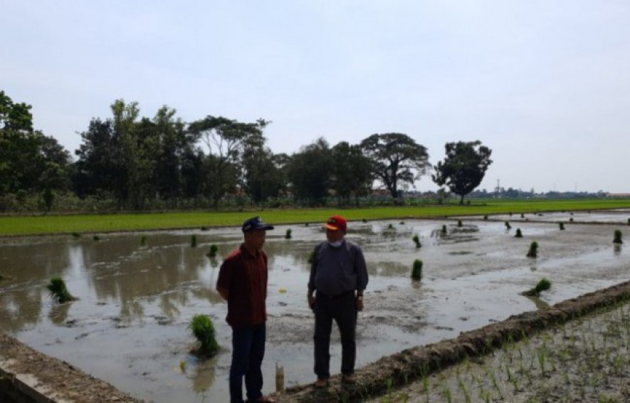 Petani melihat sawah yang siap ditanam padi kembali (Doc: Kementan).