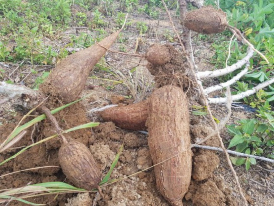 Singkong bahan baku tepung (Doc: Kementan)