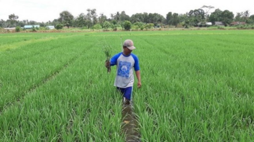 Petani sedang di persawahan (Doc: Kementan)