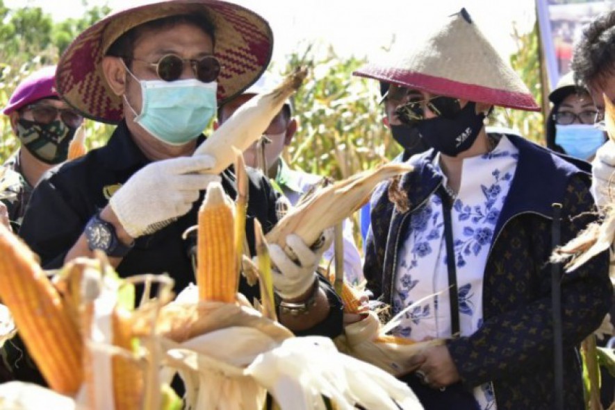 Menteri Pertanian Syahrul Yasin Limpo panen jagung